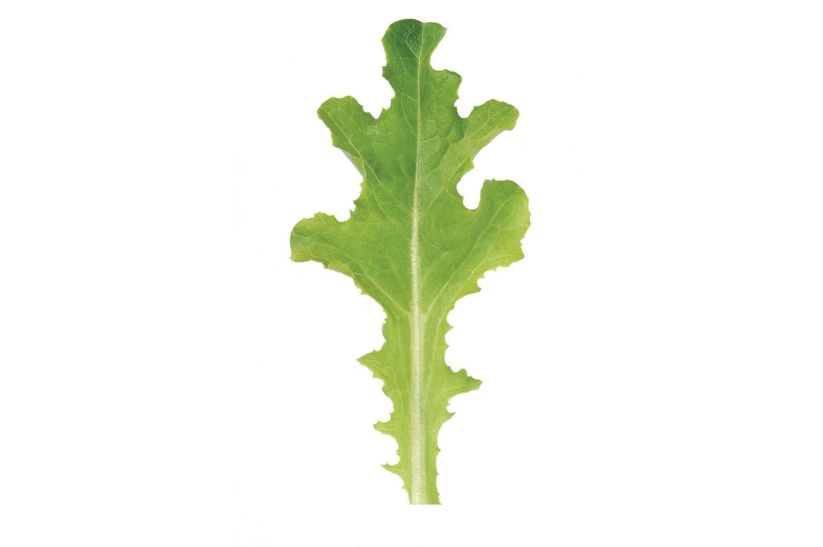 Sulu – Organic Lettuce Seed